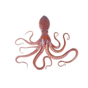 测试